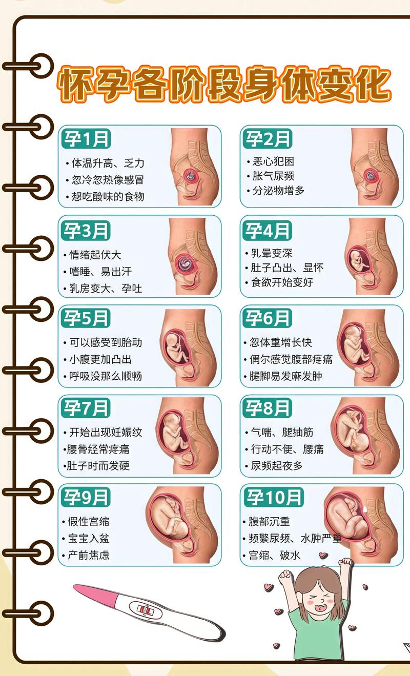 揭秘供卵代孕妈妈怀孕小腹分两节,孕期变化的奥秘河池代生机构: